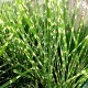 Miscanthus sinensis 'Strictus' - Zebra fű