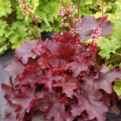Heuchera ‘Fire Chief’ – Tűzeső