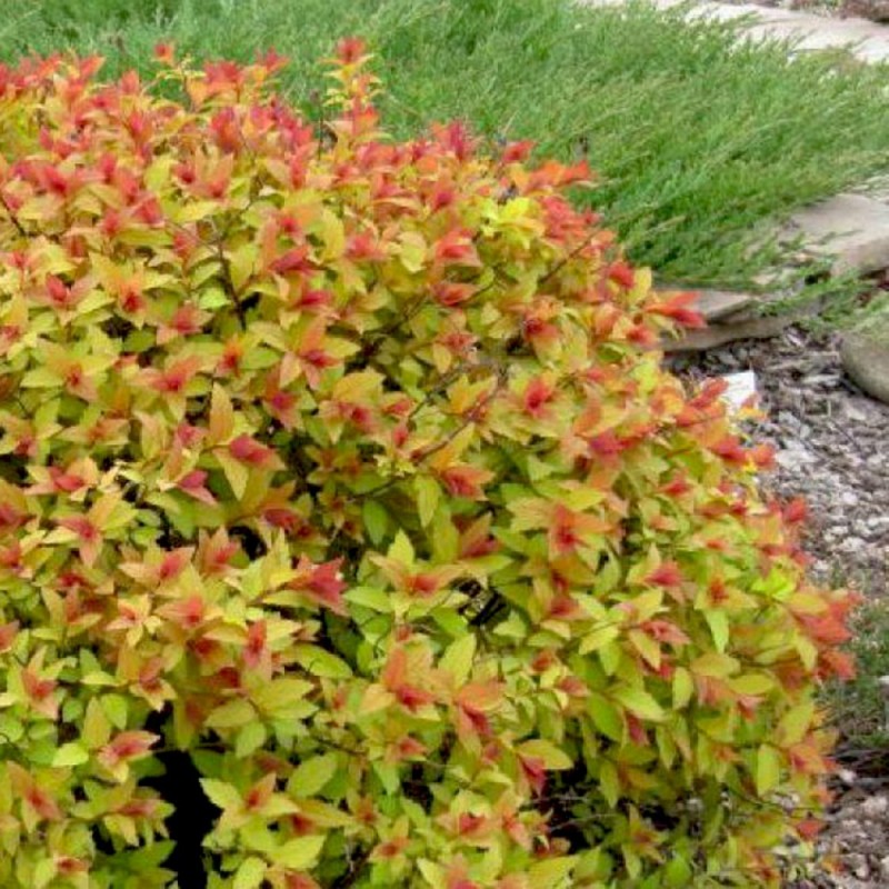 Spiraea japonica ‘Firelight’ - Gyöngyvessző