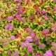 Spiraea japonica ‘Firelight’ - Gyöngyvessző