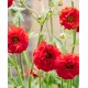Geum Firestarter - Gyömbergyökér