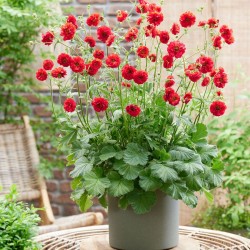 Geum Firestarter - Gyömbergyökér