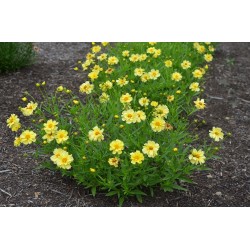 Coreopsis Big Bang ‘Full Moon’  - Menyecskeszem