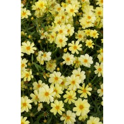 Coreopsis Big Bang ‘Full Moon’  - Menyecskeszem