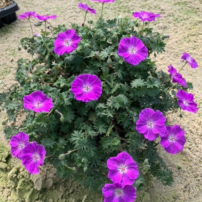 Geranium ‘Frivolius Purple’ -  Gólyaorr
