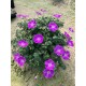 Geranium ‘Frivolius Purple’ -  Gólyaorr
