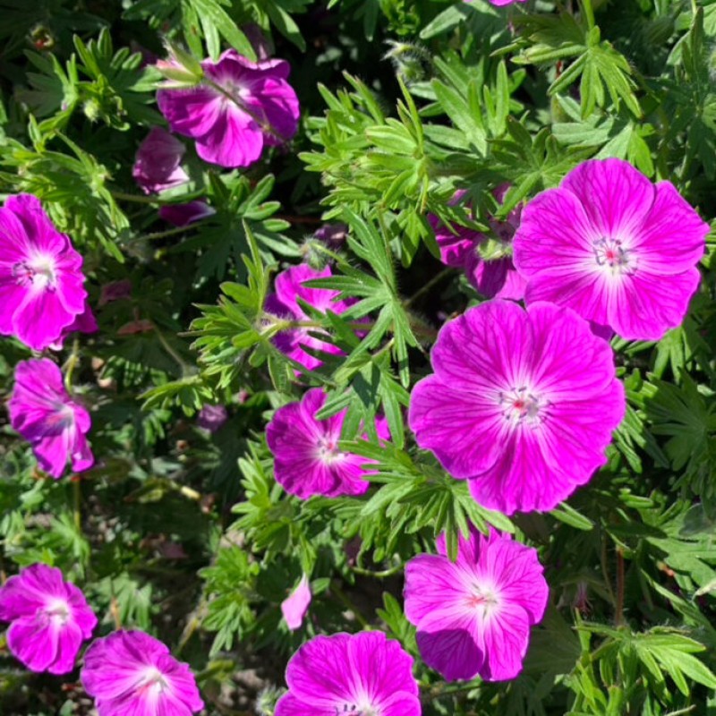 Geranium ‘Frivolius Purple’ -  Gólyaorr