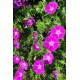 Geranium ‘Frivolius Purple’ -  Gólyaorr