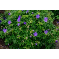 Geranium himalayense 'Gravetye'