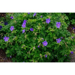 Geranium himalayense 'Gravetye'