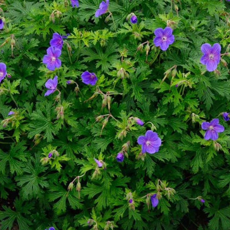 Geranium himalayense 'Gravetye'