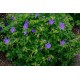 Geranium himalayense 'Gravetye'