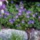 Geranium himalayense 'Gravetye'
