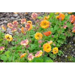 Geum ‘Can Can’ - Gyombergyokér