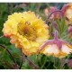 Geum ‘Can Can’ - Gyombergyokér