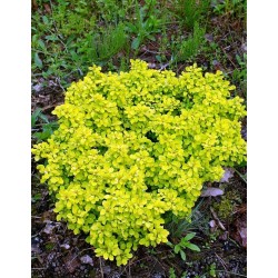 Berberis thunbergii ‘Goldalita’ -  Törpe arany japán borbolya 