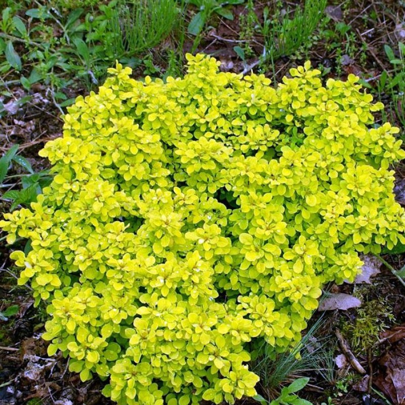 Berberis thunbergii ‘Goldalita’ -  Törpe arany japán borbolya 