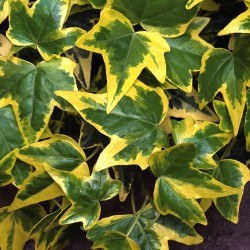 Arany borostyán - Hedera helix 'Goldchild'