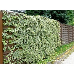 Arany borostyán - Hedera helix 'Goldchild'
