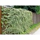 Arany borostyán - Hedera helix 'Goldchild'