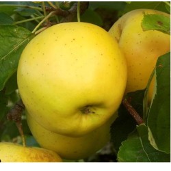 Golden Delicious alma