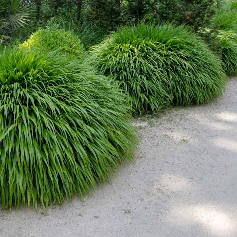 Hakonechloa macra - Szálkafű