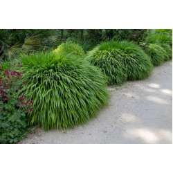 Hakonechloa macra - Szálkafű