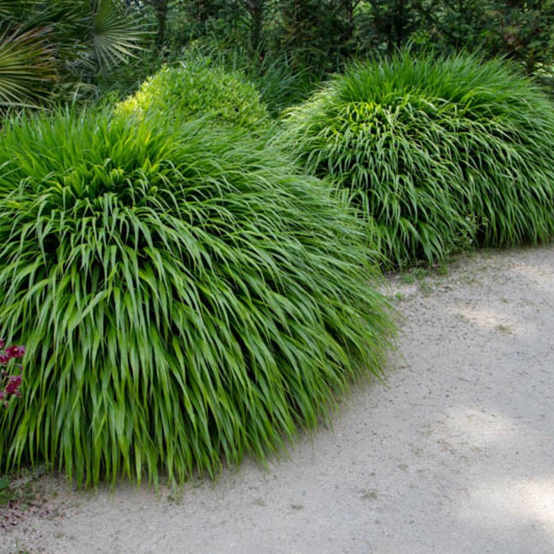 Hakonechloa macra - Szálkafű