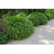 Hakonechloa macra - Szálkafű