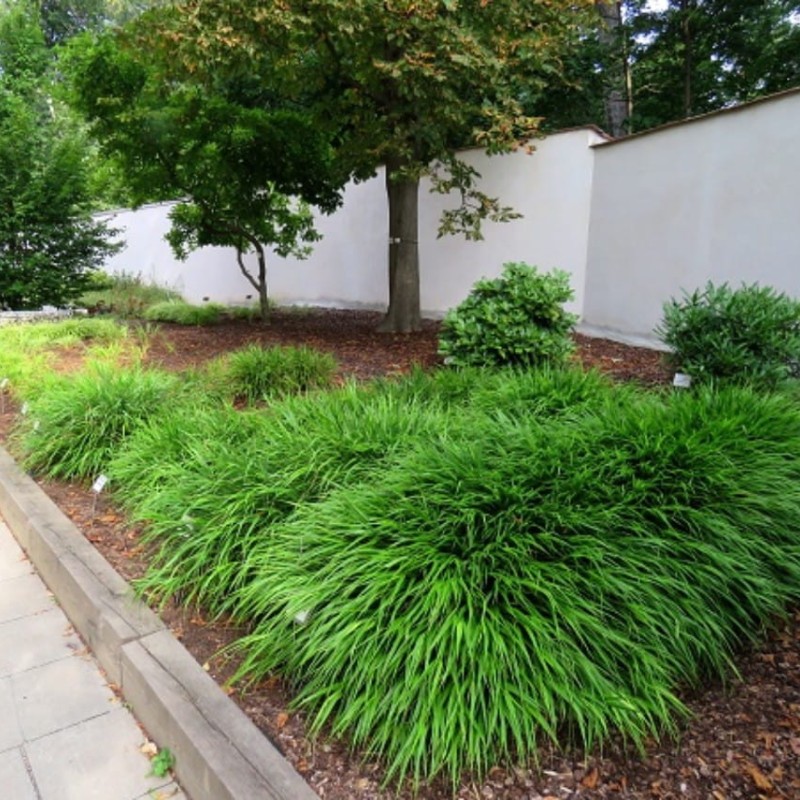 Hakonechloa macra - Szálkafű