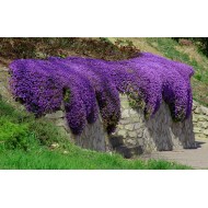 Aubrieta 'Hamburger Stadtpark' – Kerti pázsitviola