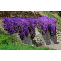 Aubrieta 'Hamburger Stadtpark' – Kerti pázsitviola