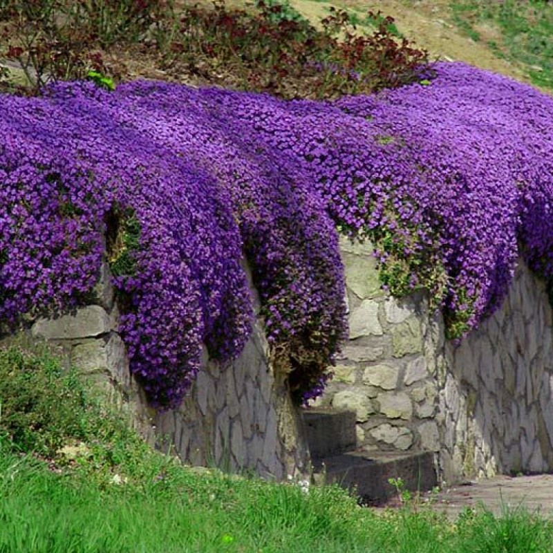 Aubrieta 'Hamburger Stadtpark' – Kerti pázsitviola