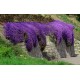 Aubrieta 'Hamburger Stadtpark' – Kerti pázsitviola