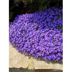 Aubrieta 'Hamburger Stadtpark' – Kerti pázsitviola