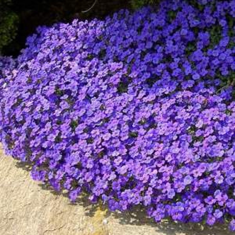 Aubrieta 'Hamburger Stadtpark' – Kerti pázsitviola