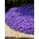 Aubrieta 'Hamburger Stadtpark' – Kerti pázsitviola