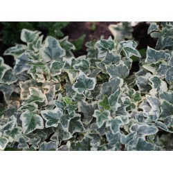 Fehér-tarka borostyán - Hedera helix 'Glacier'