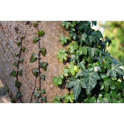 Borostyán - Hedera helix