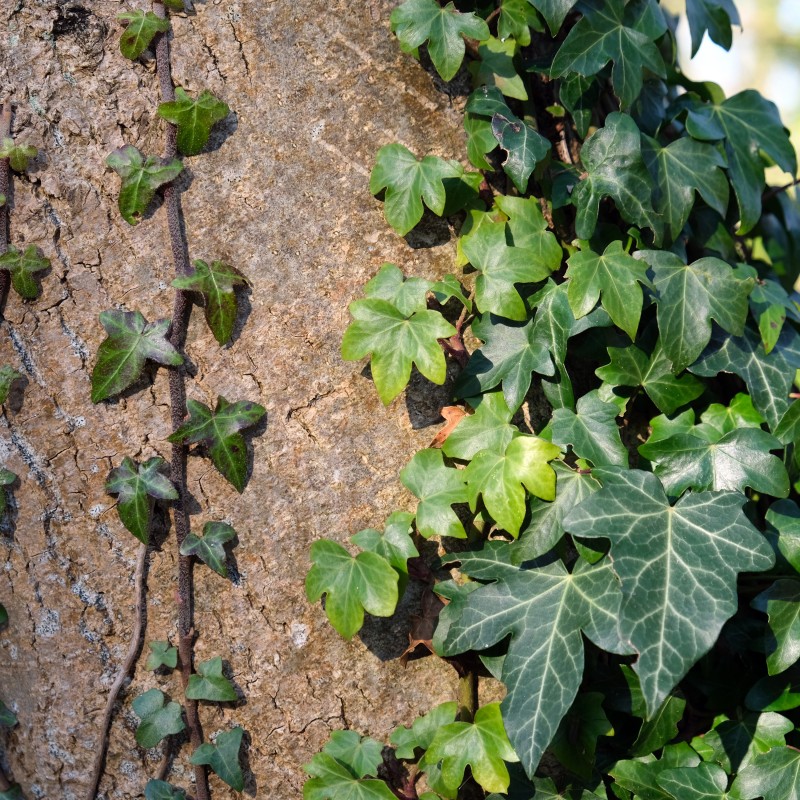 Borostyán - Hedera helix