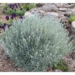 Helichrysum italicum – Olasz szalmagyopár