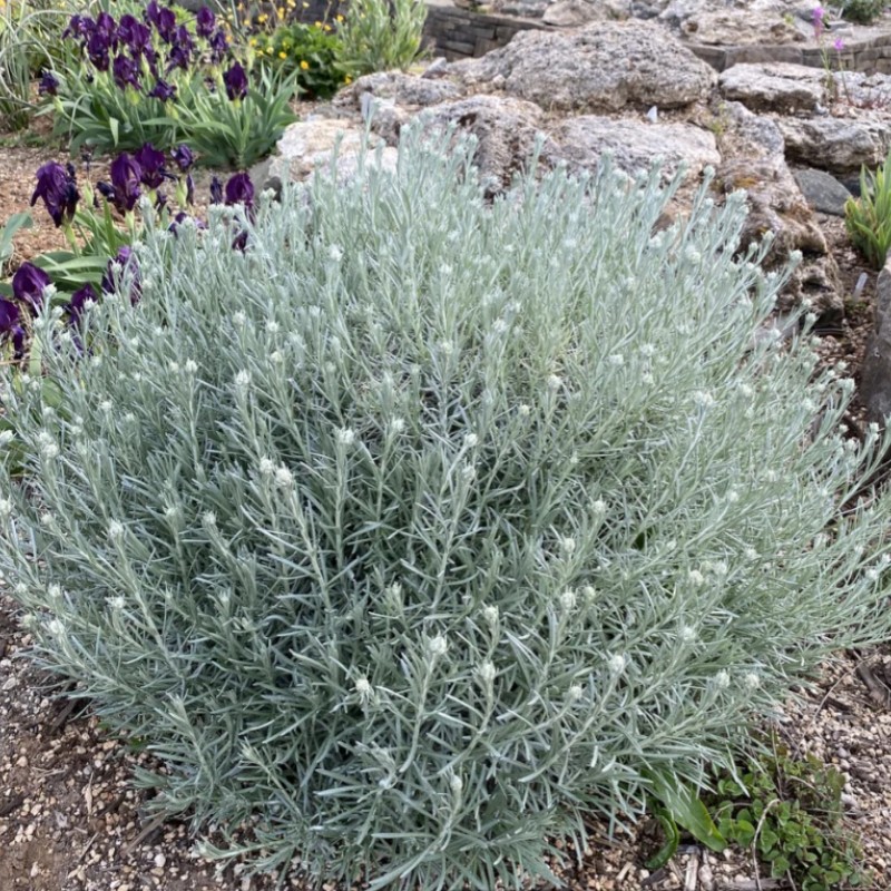 Helichrysum italicum – Olasz szalmagyopár