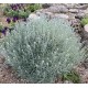 Helichrysum italicum – Olasz szalmagyopár
