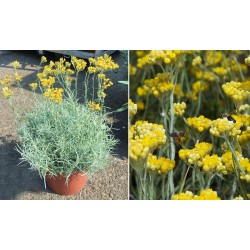 Helichrysum italicum – Olasz szalmagyopár