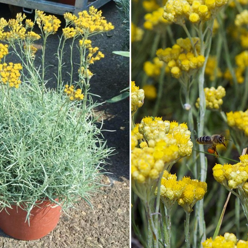 Helichrysum italicum – Olasz szalmagyopár