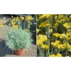 Helichrysum italicum – Olasz szalmagyopár