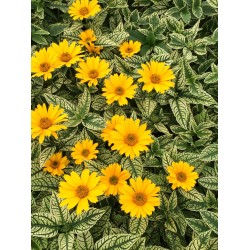 Heliopsis helianthoides ‘Loraine Sunshine’ - Napszemvirág