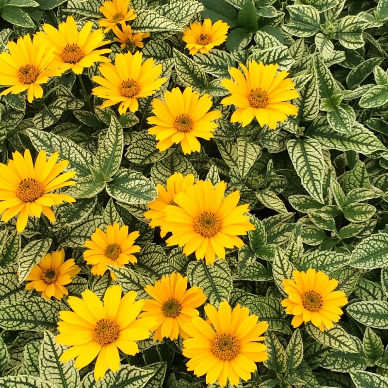 Heliopsis helianthoides ‘Loraine Sunshine’ - Napszemvirág