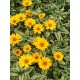 Heliopsis helianthoides ‘Loraine Sunshine’ - Napszemvirág