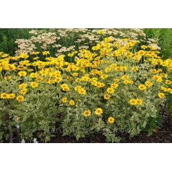 Heliopsis helianthoides ‘Loraine Sunshine’ - Napszemvirág